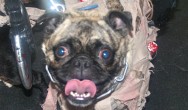 zombie pug