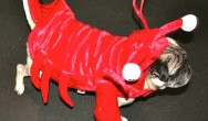 lobster pug