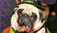 witch pug