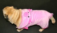 pig pug