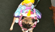 princess pug