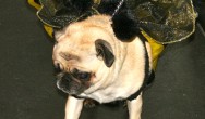 bee pug