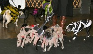 pugs dressed up