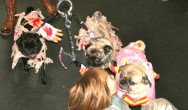 pugs dressed up