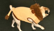 pug in animal costume