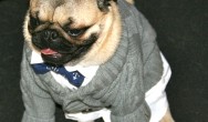 pug in suit