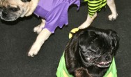 pugs dressed up