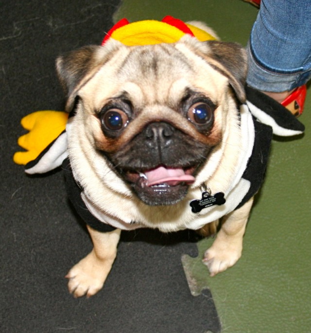 pug dressed up