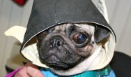 star wars pug