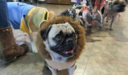 pugs halloween costumes