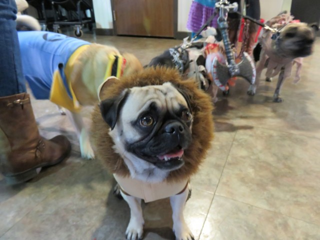 pugs halloween costumes