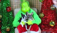 christmas grinch