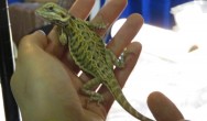 hand holding a lizard