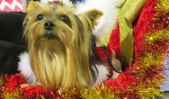 yorkie in christmas stroller