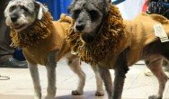 two grey dogs dressed in brown