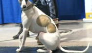 white and tan greyhound