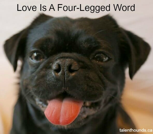 Kilo #TongueOutTuesday Love is a Four Legged Word