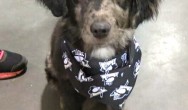 black and grey puppy with bandana