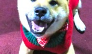 shiba inu in christmas sweater