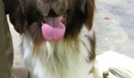 large dog with tongue out