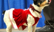 sweetie in red dress