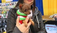 girl holding her chi pet show