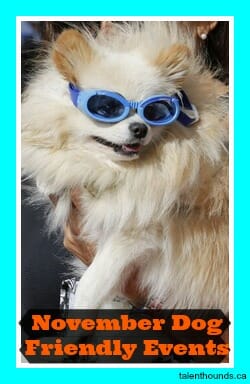 white dog with blue googles