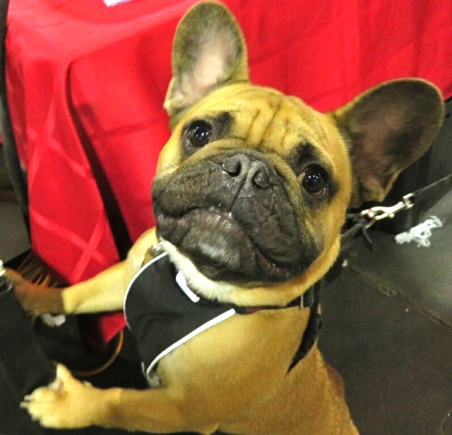 Cute Frenchie smiling at camera jumping up at Canadian Pet Expo