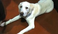 yellow lab laying down