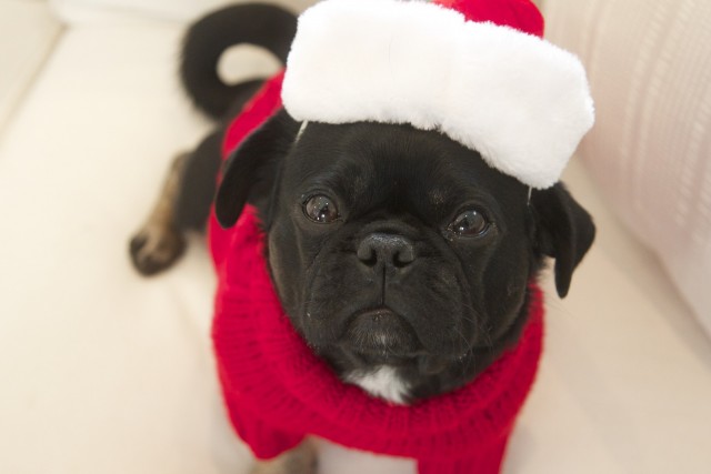 Kilo the Pug as Santa Paws looking for treats