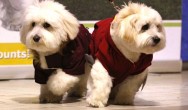 two white dogs in red sweaters on runway