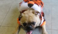 pugs halloween costumes