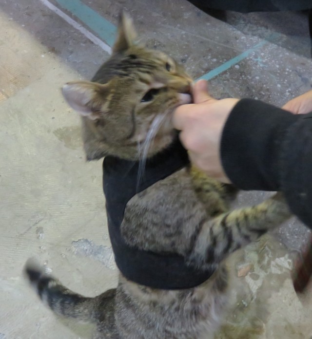 Trained Tabby Cat at CPE