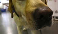 labrador sticks his nose in camera