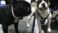 beau and black frenchie