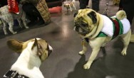 beau meets a pug