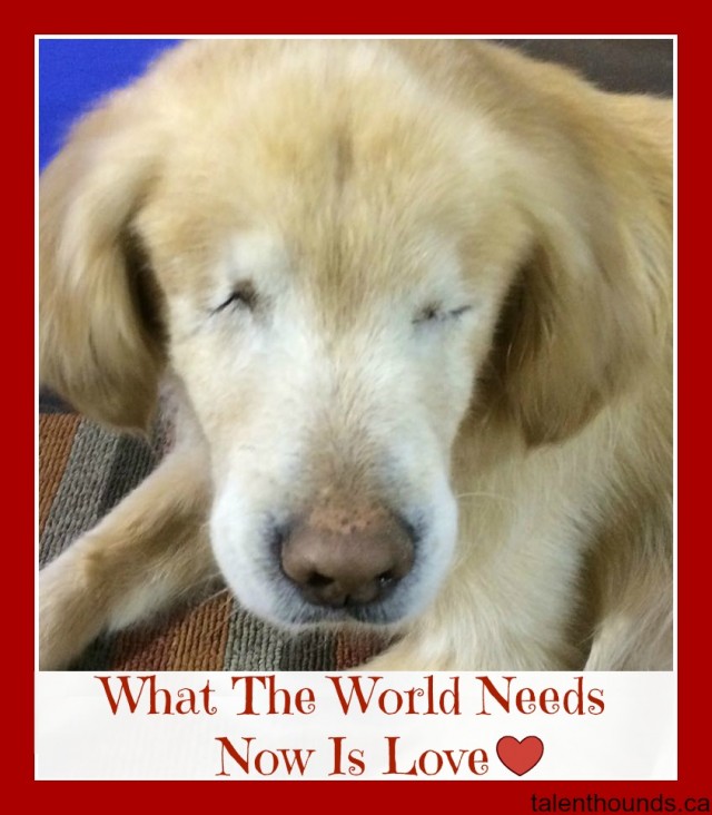 Smiley the Blind Therapy Dog looking at camera "What The World Needs Now Is Love" pin