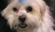 white dog with blue streak on head