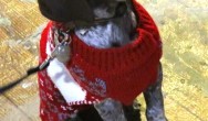 dog in red sweater posing for camera