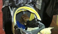 dogs on stroller