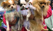 three small dogs dressed up