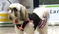 lhasa apso in pink and black dress