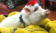 pig in santa hat