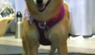 shiba inu in pink harness on stage