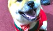 shiba inu in christmas sweater