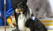 therapy dog sits with owner