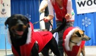 two dogs in christmas