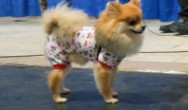 pom in pjs