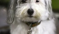 white and grey dog looking at camera