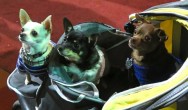 three dogs in a stroller